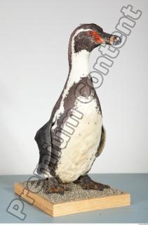 Penguin body photo reference 0026
